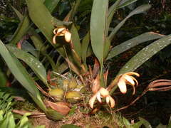 Maxillaria porrecta