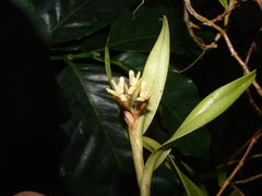 Epidendrum pseudoramosum