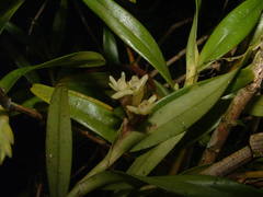 Epidendrum pseudoramosum