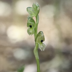 Pterostylis bicolor