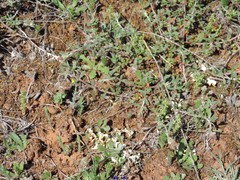 Helianthemum asperum