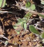 Euphorbia falcata