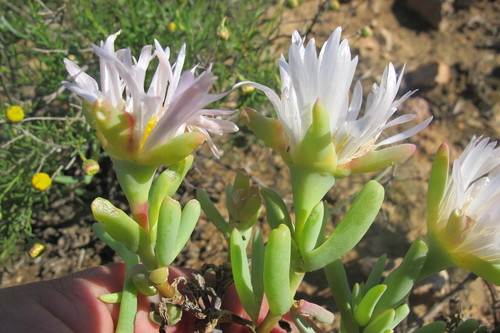 Image of Lampranthus watermeyeri by (c) James Deacon, some rights reserved (CC BY-SA)
