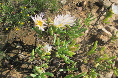 Lampranthus watermeyeri