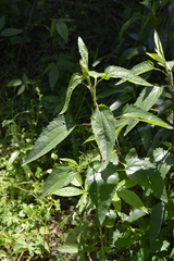 Eupatorium serotinum