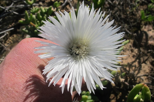 Image of Jacobsenia kolbei by (c) James Deacon, some rights reserved (CC BY-SA)