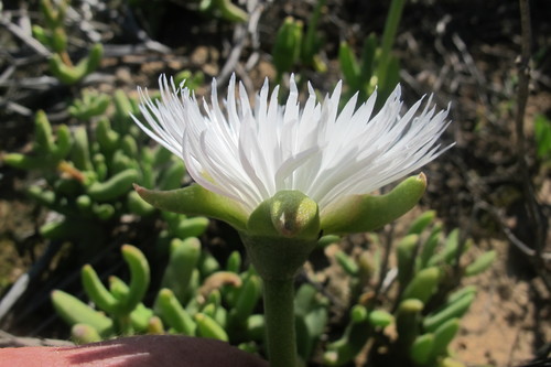 Image of Jacobsenia kolbei by (c) James Deacon, some rights reserved (CC BY-SA)