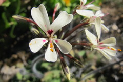 Pelargonium moniliforme