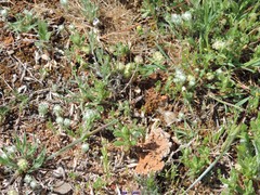 Bombycilaena discolor