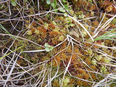 Sphagnum teres