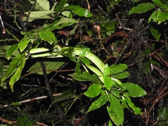 Ahaetulla farnsworthi