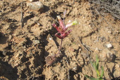 Lachenalia trichophylla