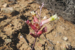 Lachenalia trichophylla