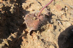 Lachenalia trichophylla