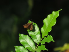 Iambrix salsala salsala