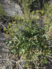 Tauschia arguta