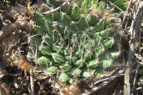 Image of Haworthia arachnoidea by (c) James Deacon, some rights reserved (CC BY-SA)