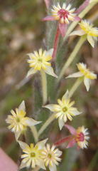 Struthiola tomentosa