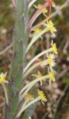 Struthiola tomentosa