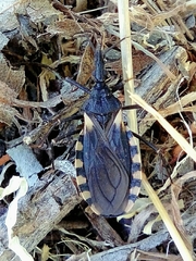 Triatoma patagonica