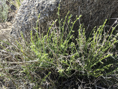 Galium stellatum