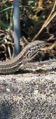 Podarcis muralis