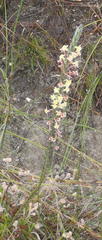 Struthiola tomentosa