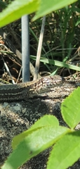 Podarcis muralis