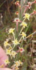 Struthiola tomentosa