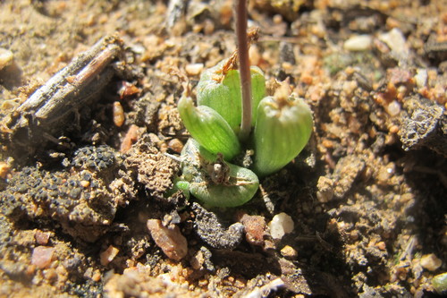 Bulbine mesembryanthoides