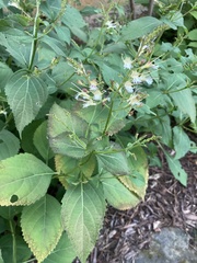 Collinsonia canadensis