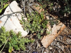 Teucrium gnaphalodes