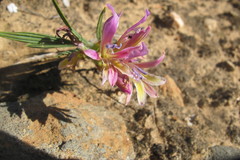 Babiana pilosa
