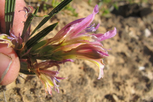 Image of Babiana pilosa by (c) James Deacon, some rights reserved (CC BY-SA)