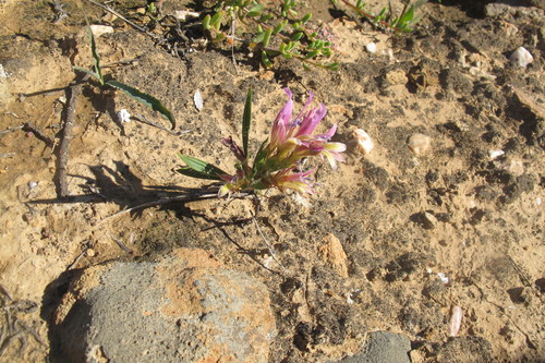 Babiana pilosa