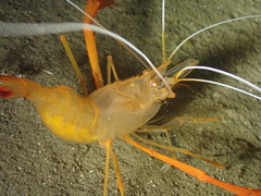 Stenopus spinosus