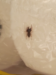 Trachelas tranquillus