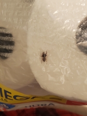 Trachelas tranquillus