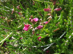 Indigofera platypoda