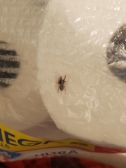 Trachelas tranquillus