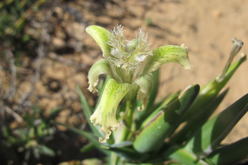Image of Ferraria ferrariola by (c) James Deacon, some rights reserved (CC BY-SA)