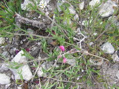 Indigofera platypoda