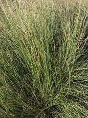 Sesleria