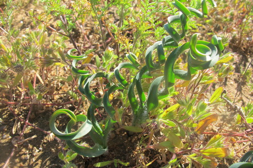 Dipcadi crispum