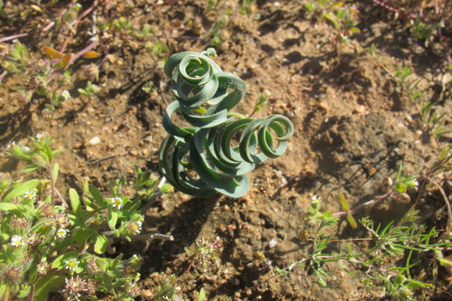 Dipcadi crispum