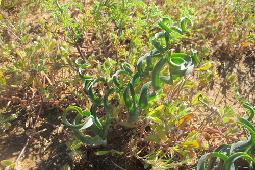 Dipcadi crispum