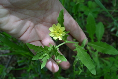 Oenothera laciniata