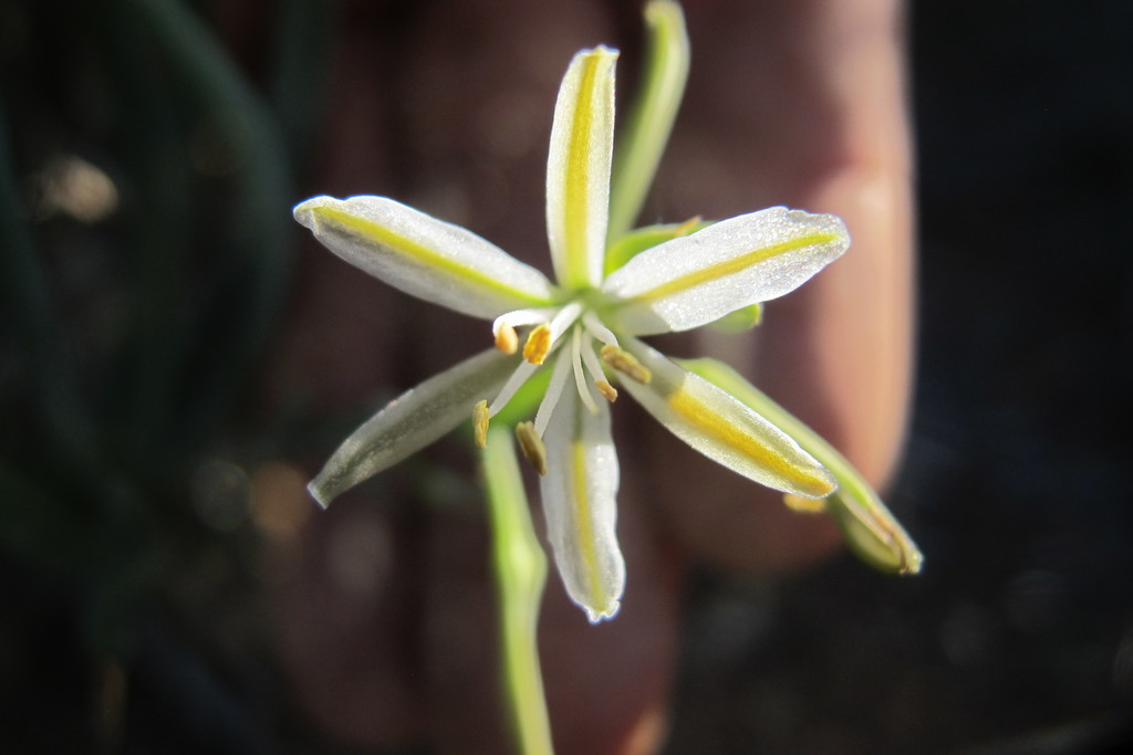 Trachyandra involucrata, West Coast DC, South Africa