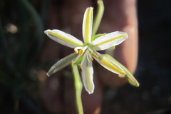 Trachyandra involucrata