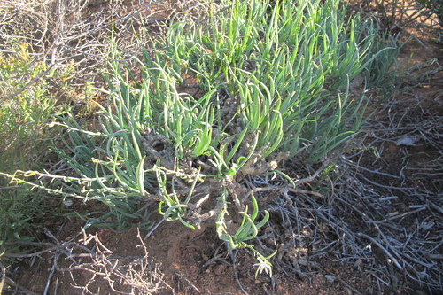 Trachyandra involucrata